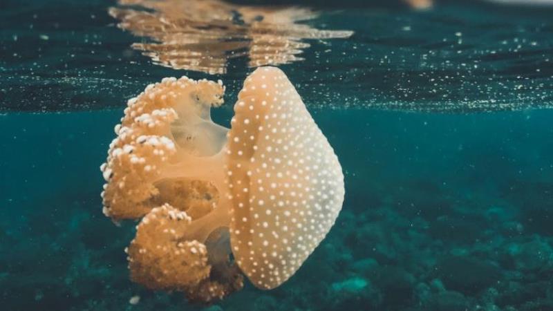 The Future of ESGTech: Goal 14 - Life below water